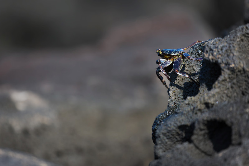 Crab on a Rock